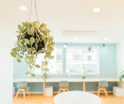 事業所の写真_観葉植物